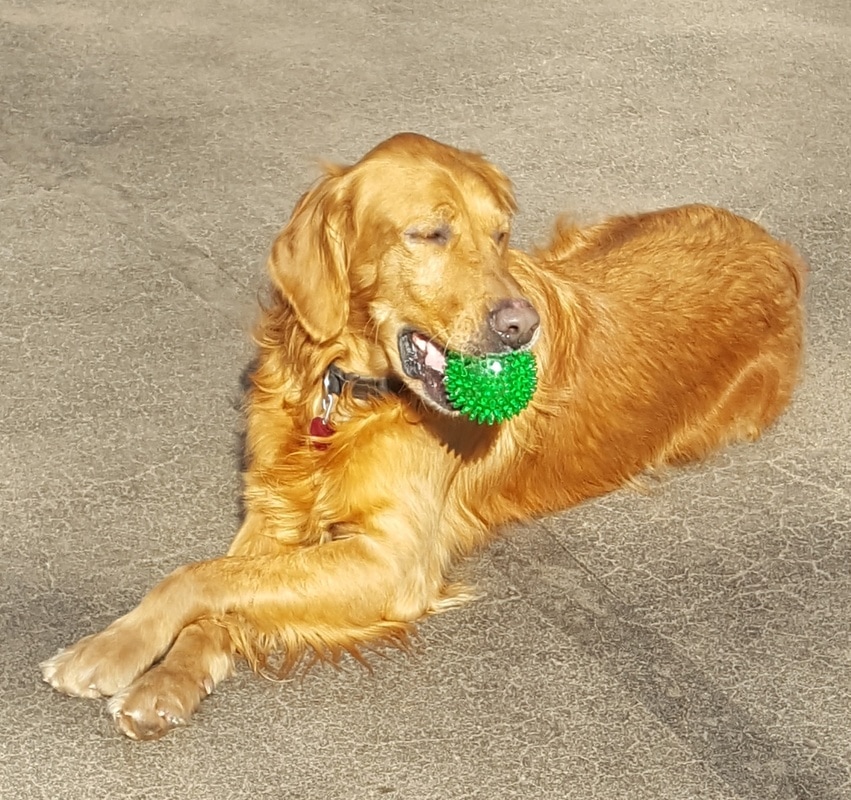 ct golden retriever rescue rescue golden retrievers connecticut photo ct golden retriever rescue rescue golden retrievers connecticut photo