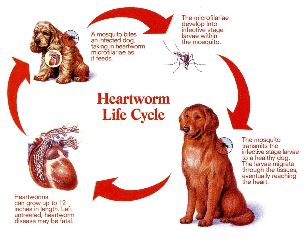 Heartworm Information