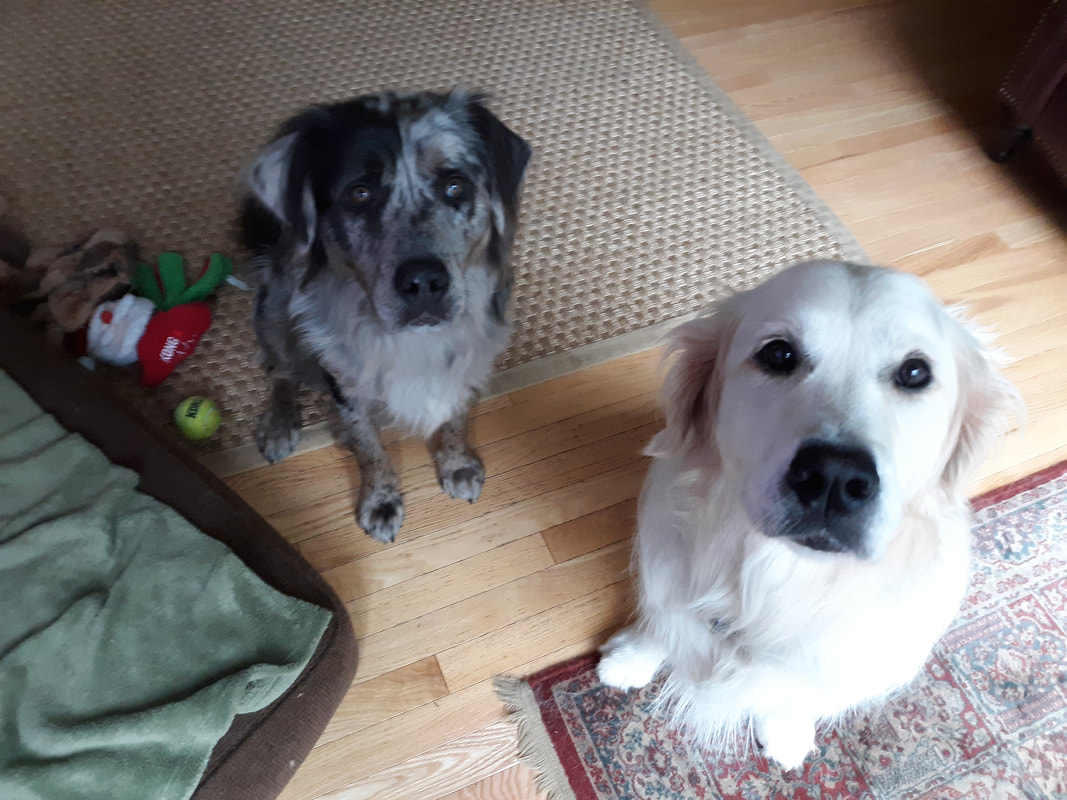 Will Hydrogen Peroxide Blind A Dog