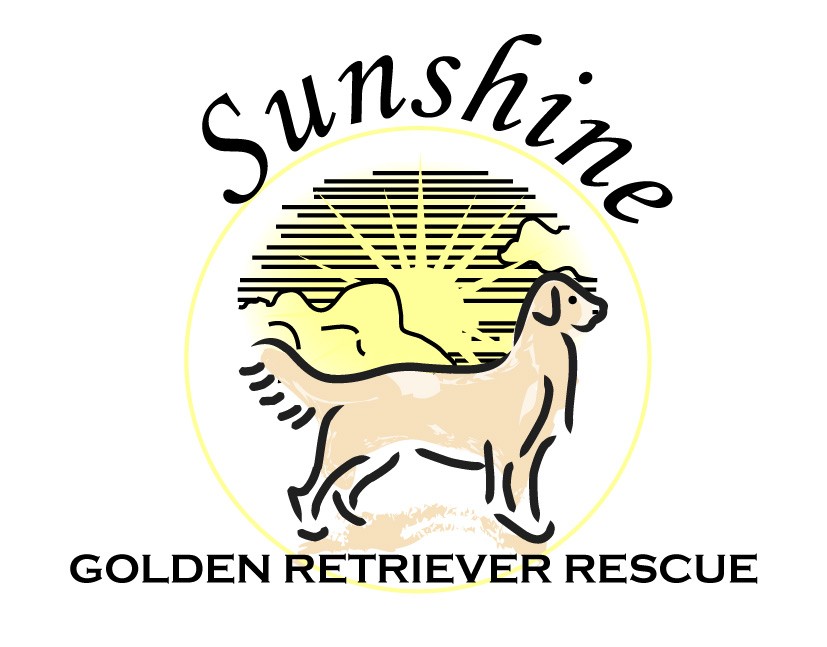 Yankee golden retriever rescue hotsell available dogs