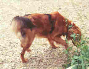Black Goldens