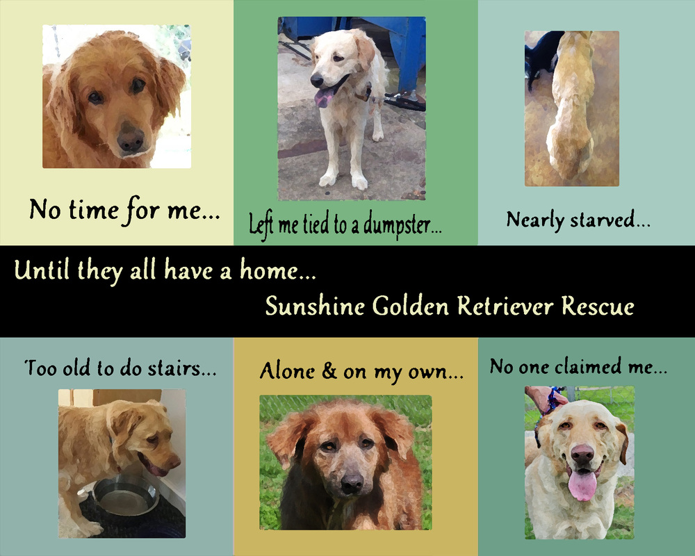 Golden retriever shop acres senior sanctuary