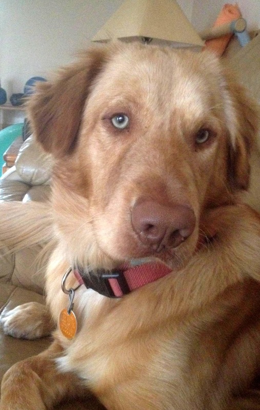 Adoption Stories