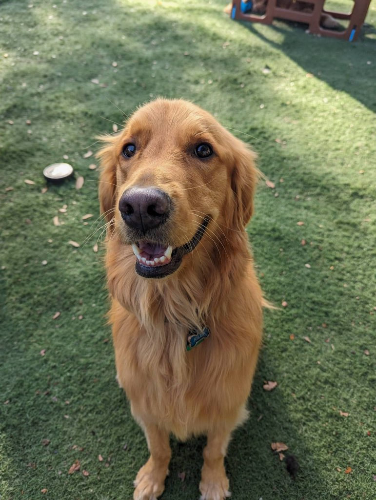 Sunshine golden retriever rescue adoptable cheap dogs