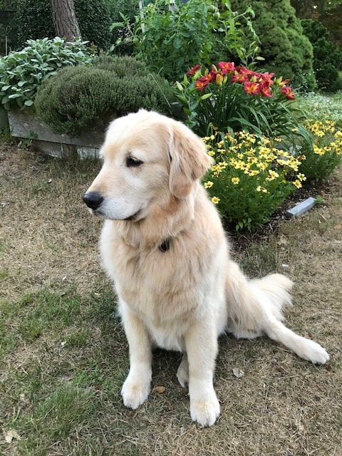 Sunshine golden rescue hotsell