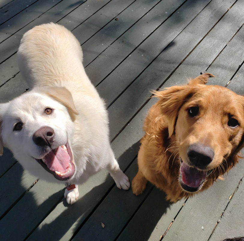 Adoptable Dogs